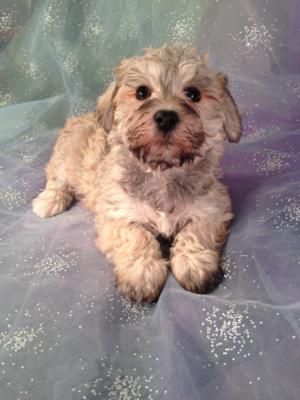 Female Schnoodle Puppy for sale #5 DOB 10-23-13 We ship Puppies for about half Price! $150. Massachusetts, New Hampshire, Maine, California, Florida, North Carolina, Illinois, not a problem! 